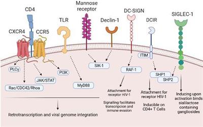 New Approaches to Dendritic Cell-Based Therapeutic Vaccines Against HIV-1 Infection